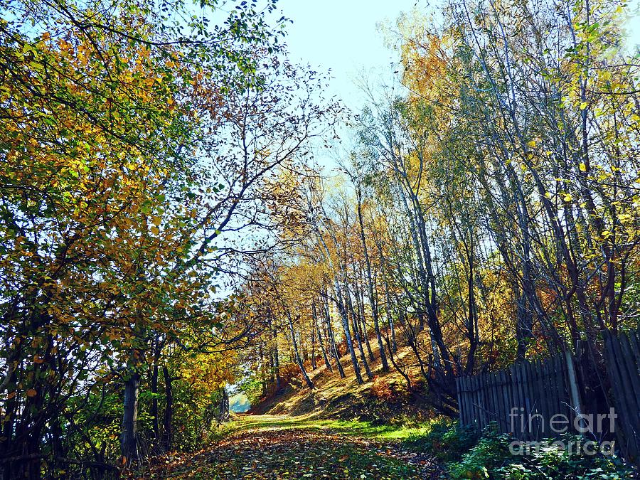 A path in the autumn Photograph by Amalia Suruceanu