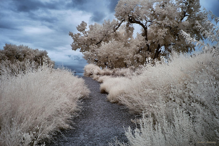A Path in the Bosque Photograph by Michael McKenney