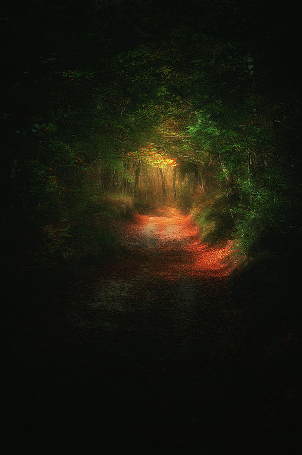A path in the dark Photograph by Mikel Martinez de Osaba