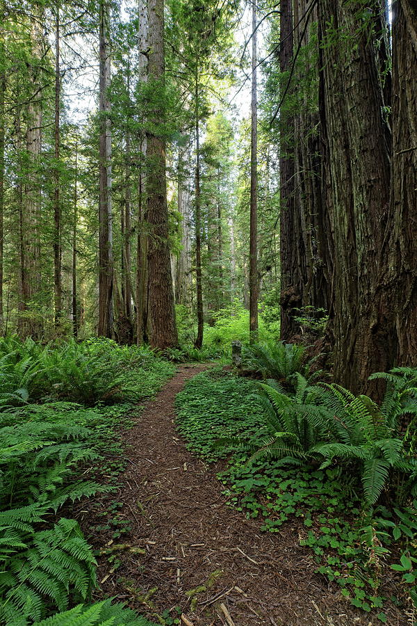 A Path in the Redwood Forest by Harold Rau A Path in the Redwood Forest by Harold Rau