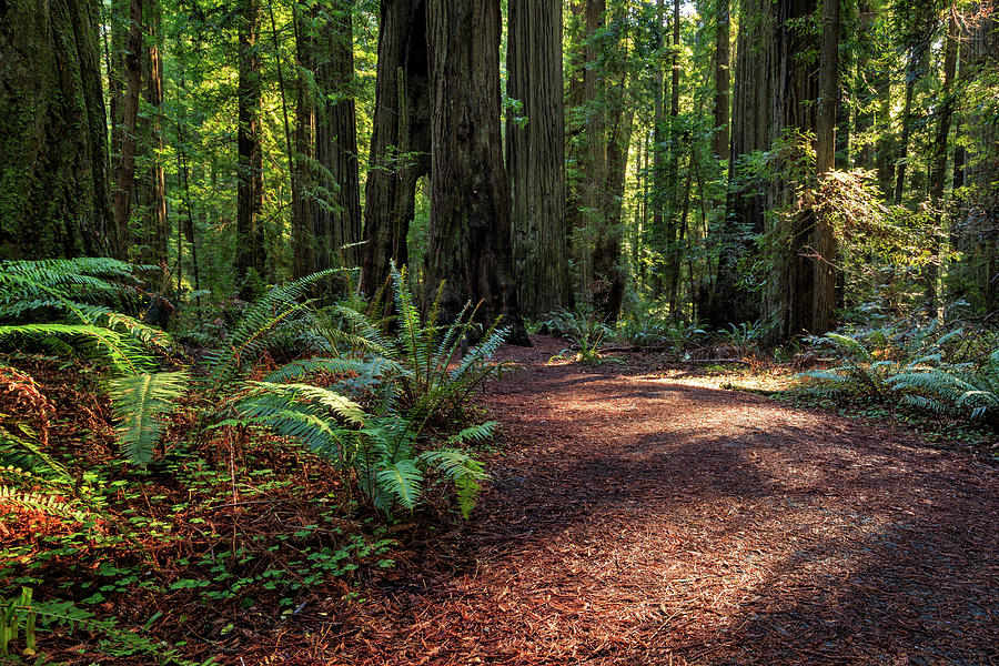 A Path In The Redwoods Photograph by James Eddy