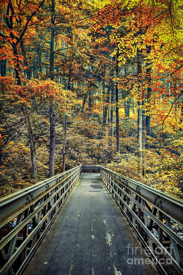 A Path Into Autumn Photograph by Evelina Kremsdorf