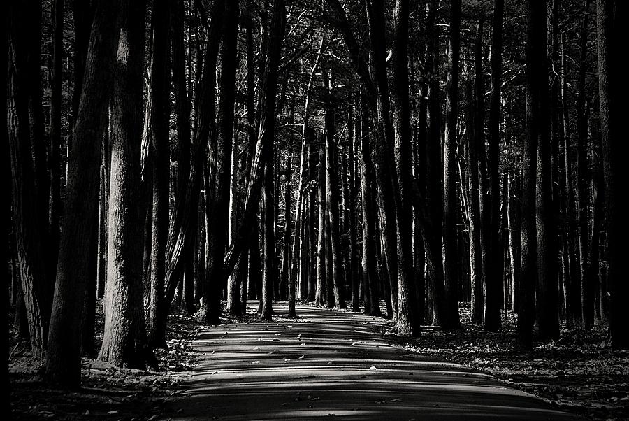 A Path into Light and Darkness Photograph by Angie Tirado
