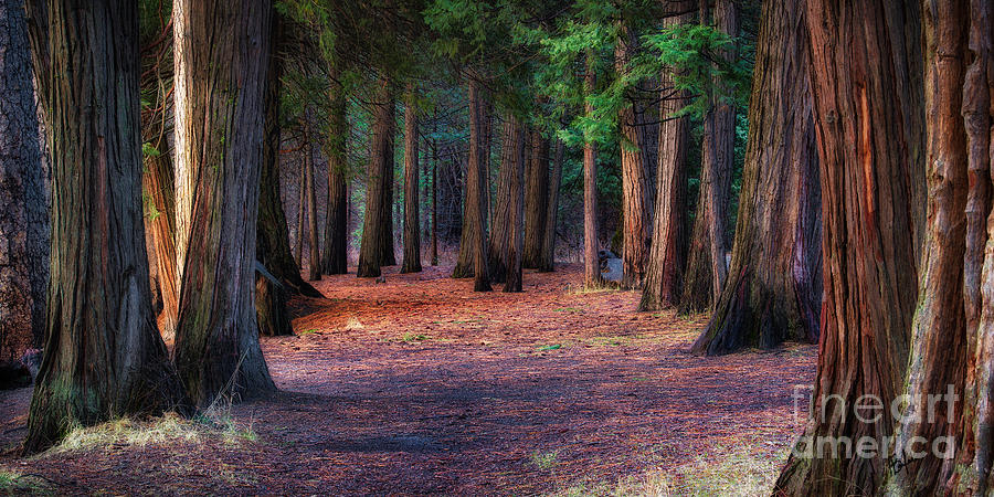 Yosemite National Park Photograph - A Path of Redwoods by Anthony Michael Bonafede