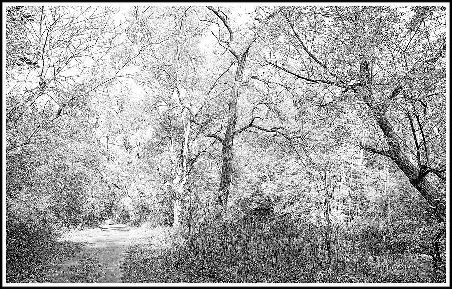 A Path through a Forest Photograph by A Macarthur Gurmankin