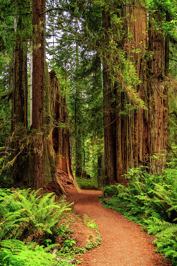 A Path Through The Redwoods Photograph by James Eddy