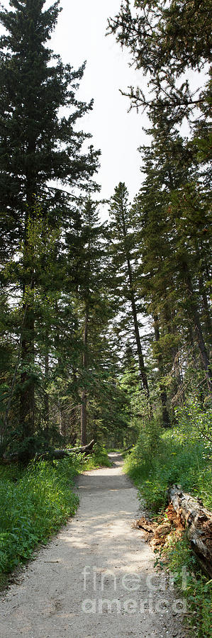A Path Through the Trees Photograph by Steve Triplett