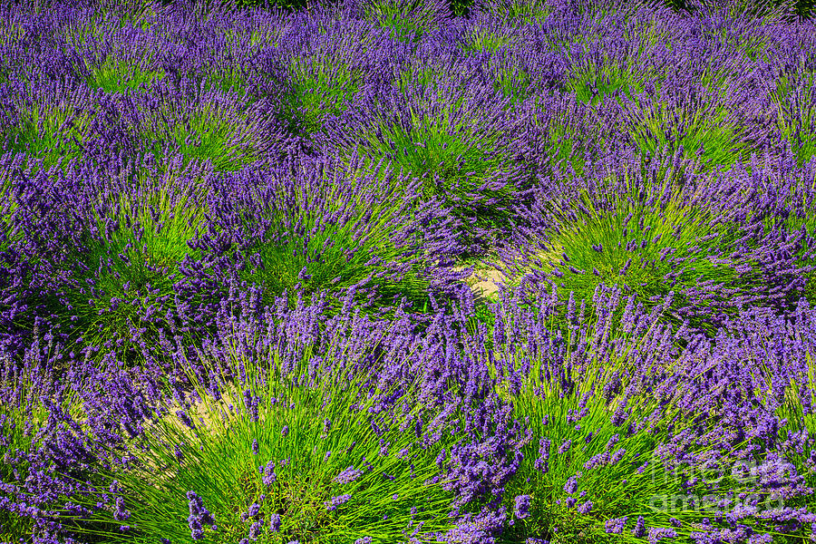 A Pattern of Lavender Photograph by Peter Noyce