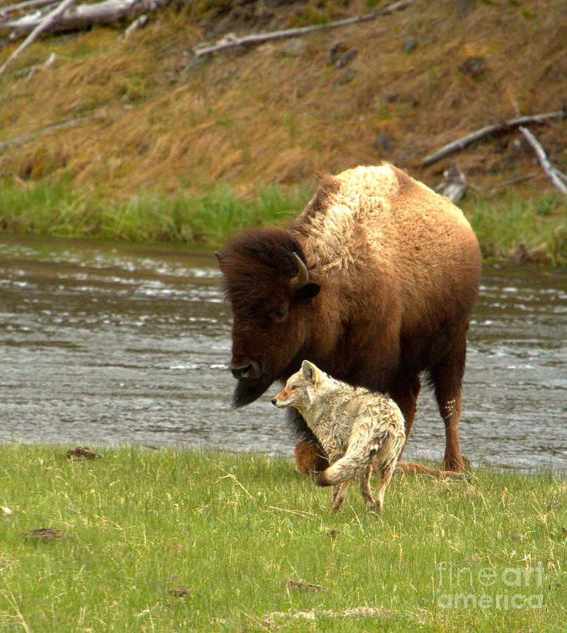 A Pause In The Yellowstone Batle Crop Photograph by Adam Jewell