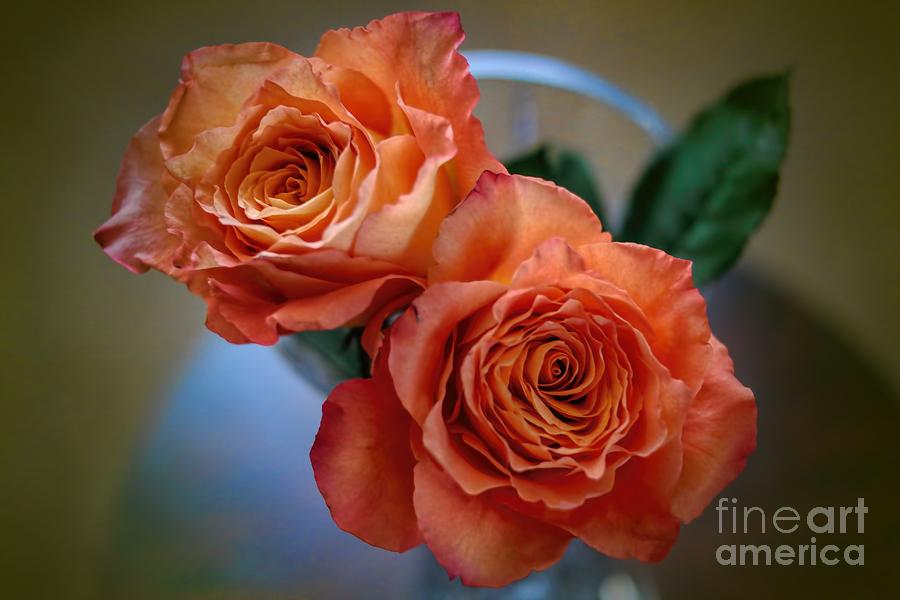 Rose Photograph - A Peach Delight by Diana Mary Sharpton