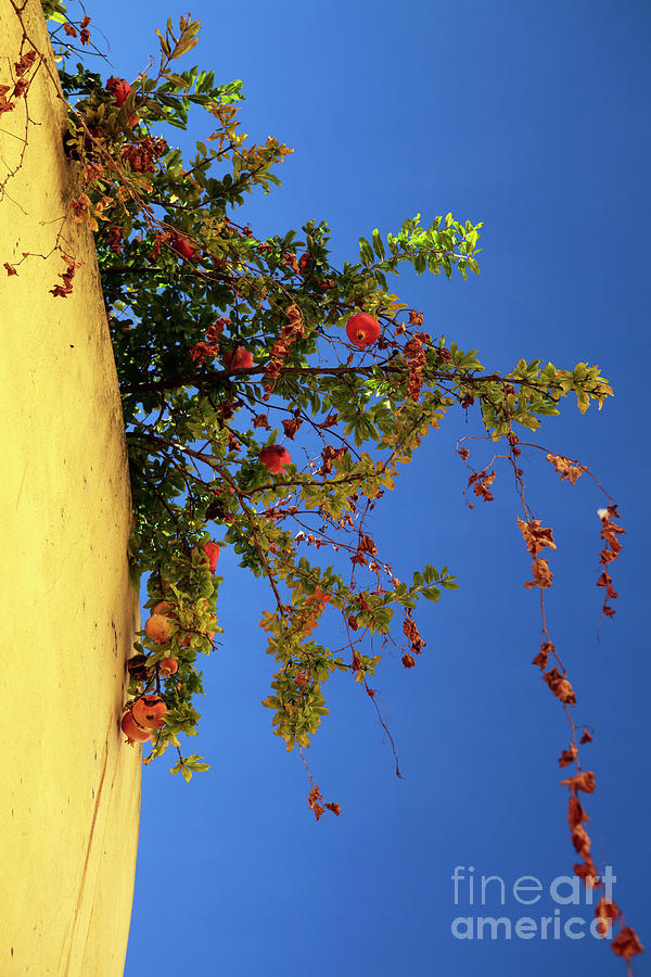 A Peach Grows in Lisbon Photograph by John Rizzuto