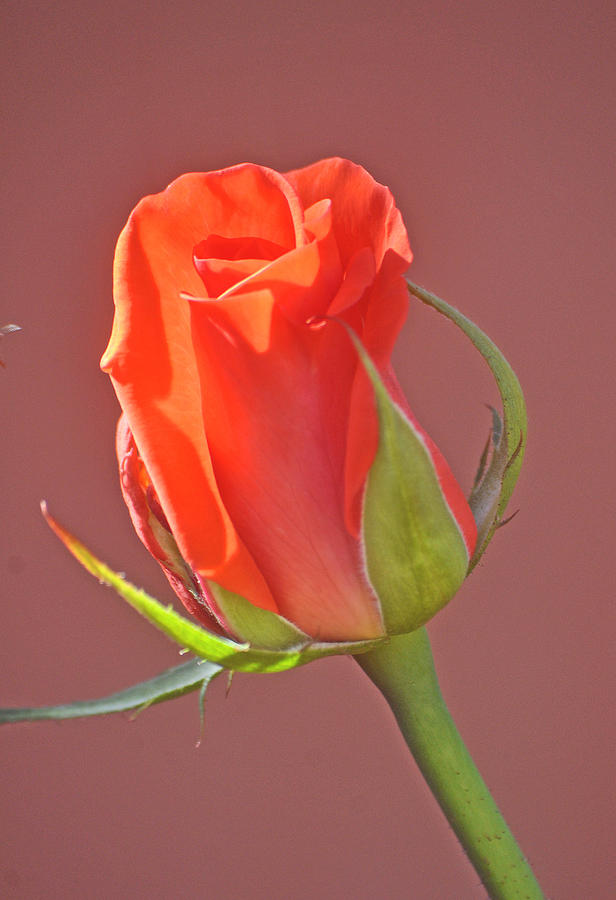 A Peaches And Cream Bud Rose Photograph by Jay Milo