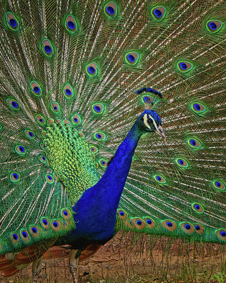 Bird Photograph - A Peacock 2 by Ernest Echols