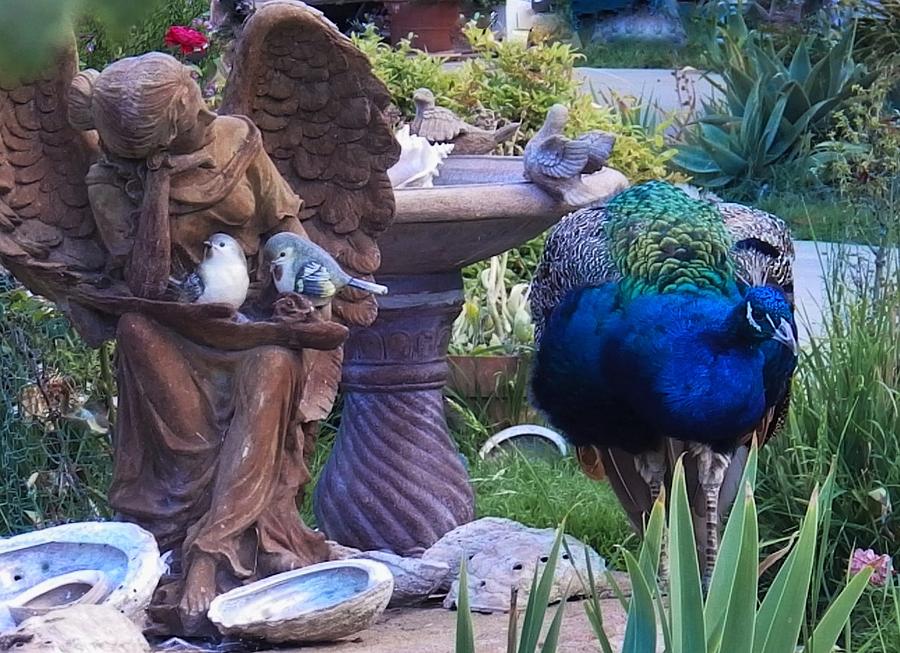Garden Photograph - A Peacock by the Fountain by Jan Moore