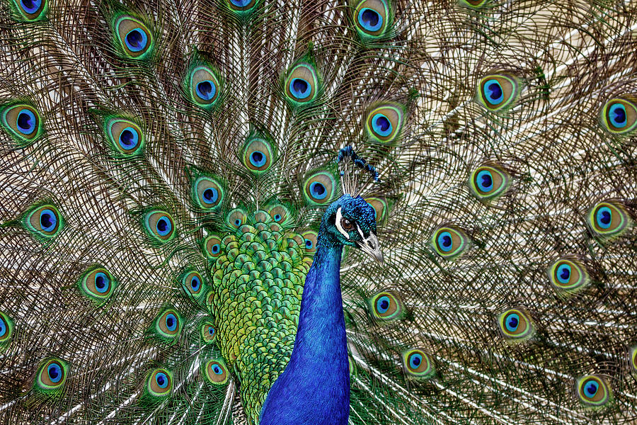 A Peacock Display Photograph by Wes and Dotty Weber
