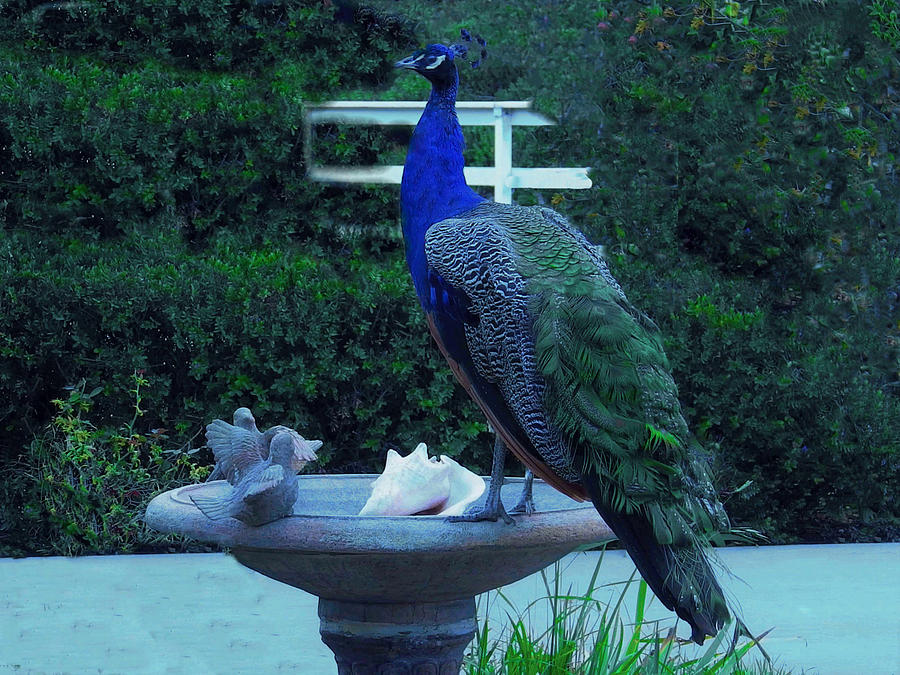 A Peacock on the Bird Bath Photograph by Jan Moore