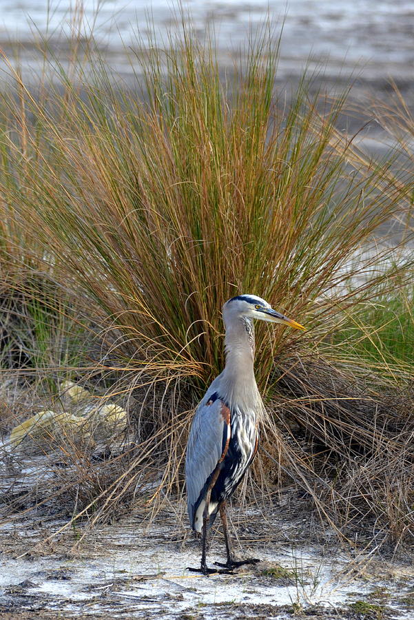 A Peacock Wannabe Photograph by Carla Parris