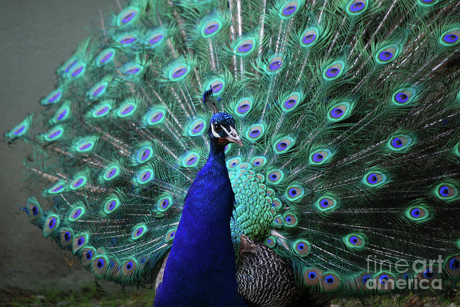 A Peacock with His Feathers Expanded Photograph by DejaVu Designs