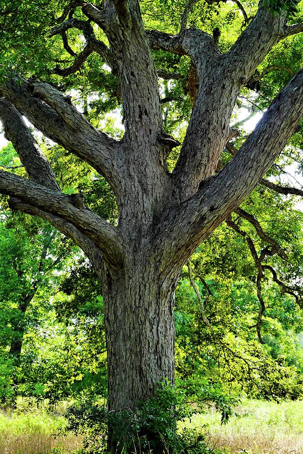 A Pecan Tree Portrait Photograph by Gary Richards - Fine Art America