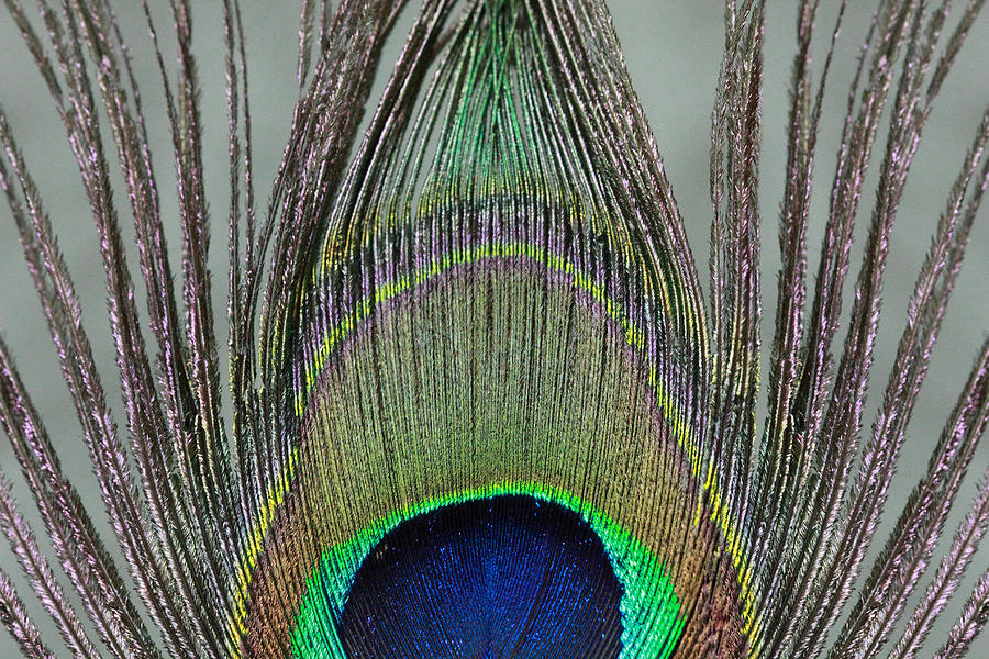 A peek at a Peacock Feather Photograph by Angela Murdock