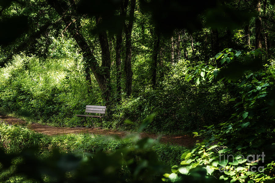 A Peek at the Resting Bench Photograph by Tamyra Ayles