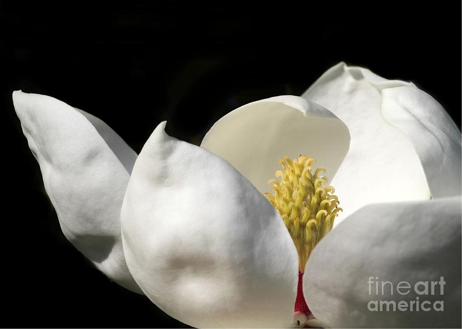 A Peek Inside a Magnolia Photograph by Sabrina L Ryan