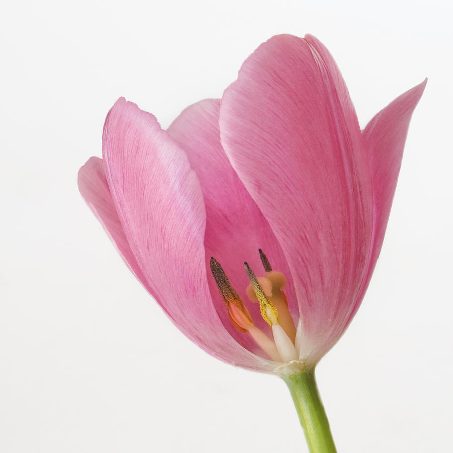 A Peek Inside The Tulip Photograph by David and Carol Kelly