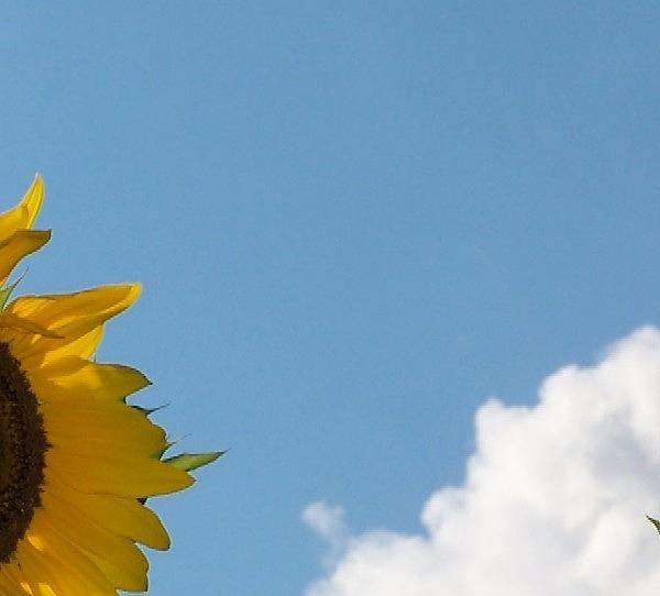 A Peek Of A Sunflower With Blue Sky And White Cloud Photograph