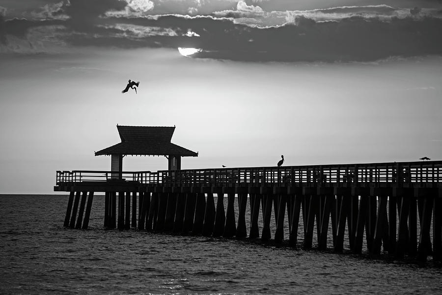 A pelican dive-bomb at the Naples Pier Naples FL Black and White Photograph by Toby McGuire