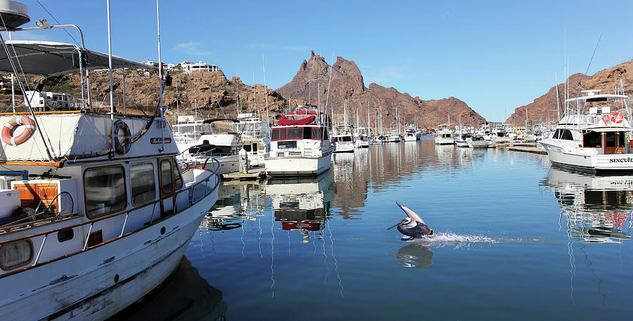 Tree Photograph - A Pelican Lands in the Old San Carlos Marina, Guaymas, Sonora, M by Derrick Neill