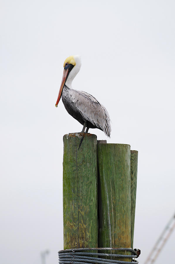 A Pelican on a piling Photograph by Jeffrey Foster - Fine Art America