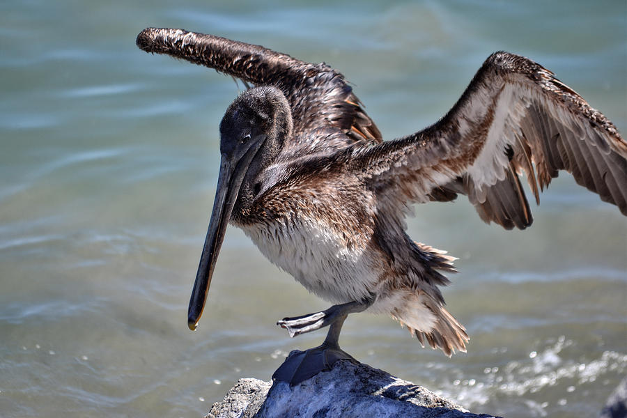 A Pelican Practising A Karate Kick like Daniel In The Karate Kid Photograph by Anthony Murphy