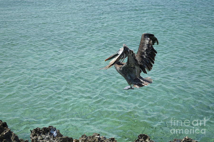 A Pelicans Awkward Landing Photograph by DejaVu Designs