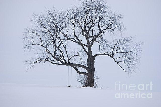 A Pennsylvania Tree Photograph by Lori Leigh