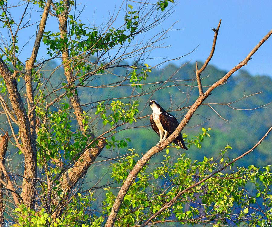 A Perched Osprey Photograph by Lisa Wooten