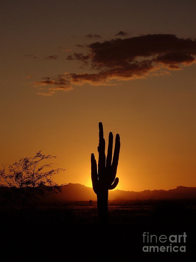 Sunset Photograph - A Perfect Arizona Sunset by Carol Komassa