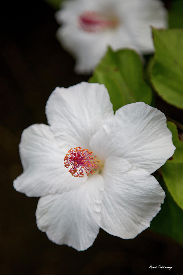 A Perfect Contrast White Hibiscus Flower  Kauai Hawaii Art Photograph by Reid Callaway