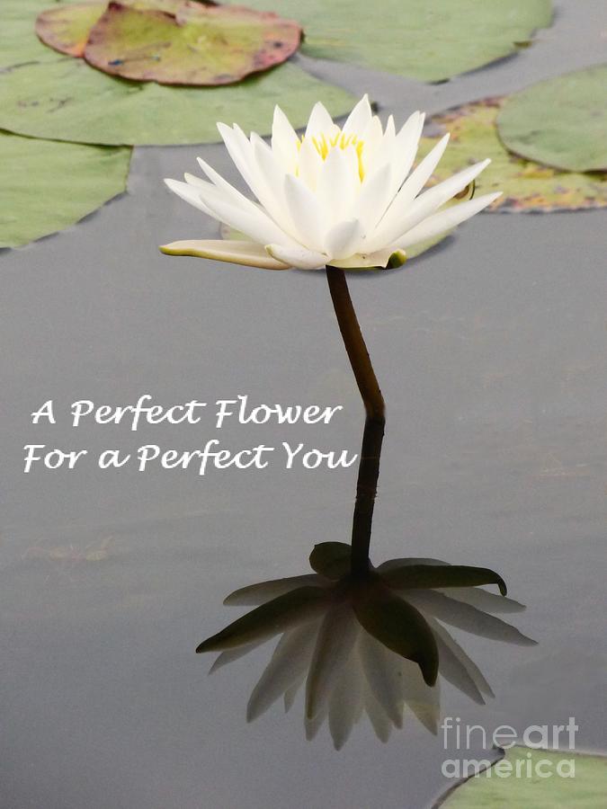 A Perfect Flower Card Photograph
