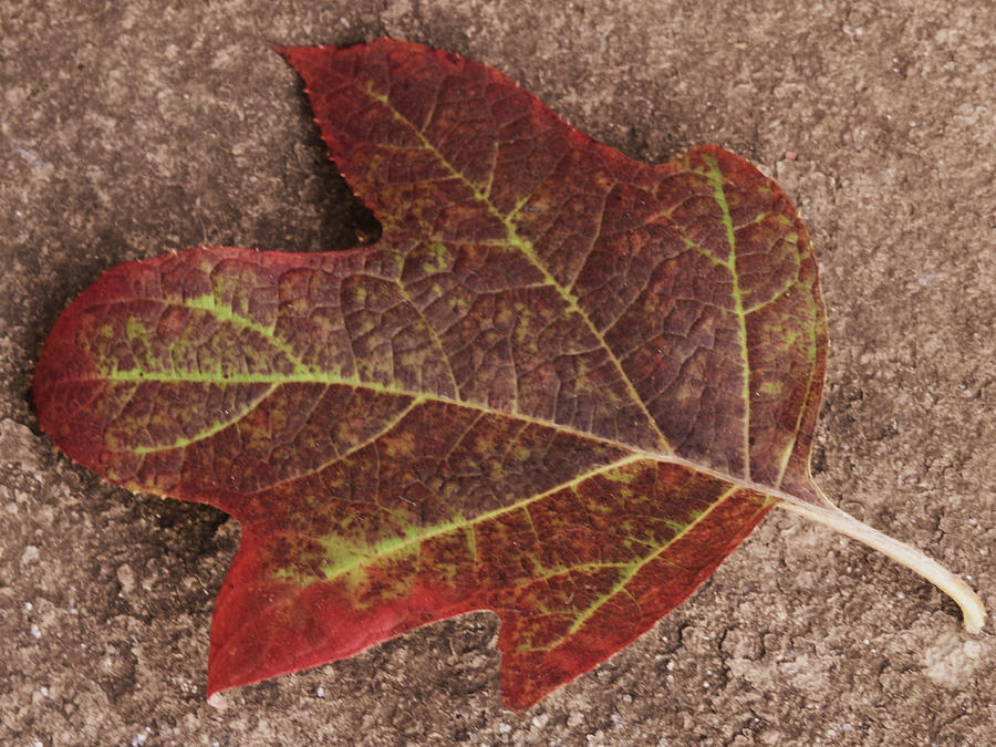 A Perfect Hydrangea Leaf Photograph by Jan Gelders