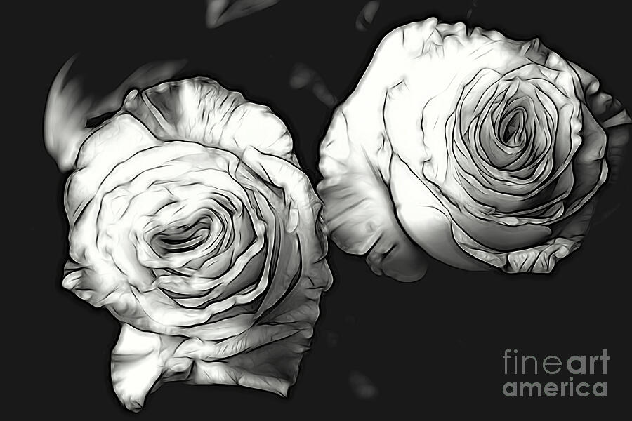 A Perfect Pair BW Photograph by Diana Mary Sharpton