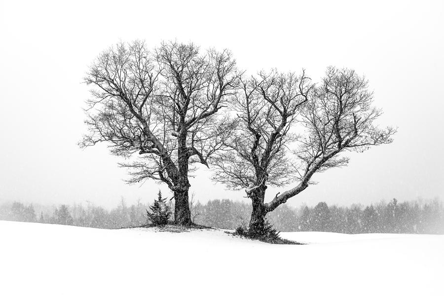 Winter Photograph - A Perfect Pair by Shared Perspectives Photography