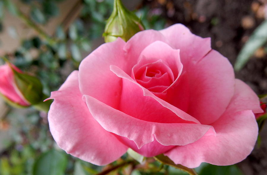 A Perfect Pink Rose Photograph by Betty-Anne McDonald