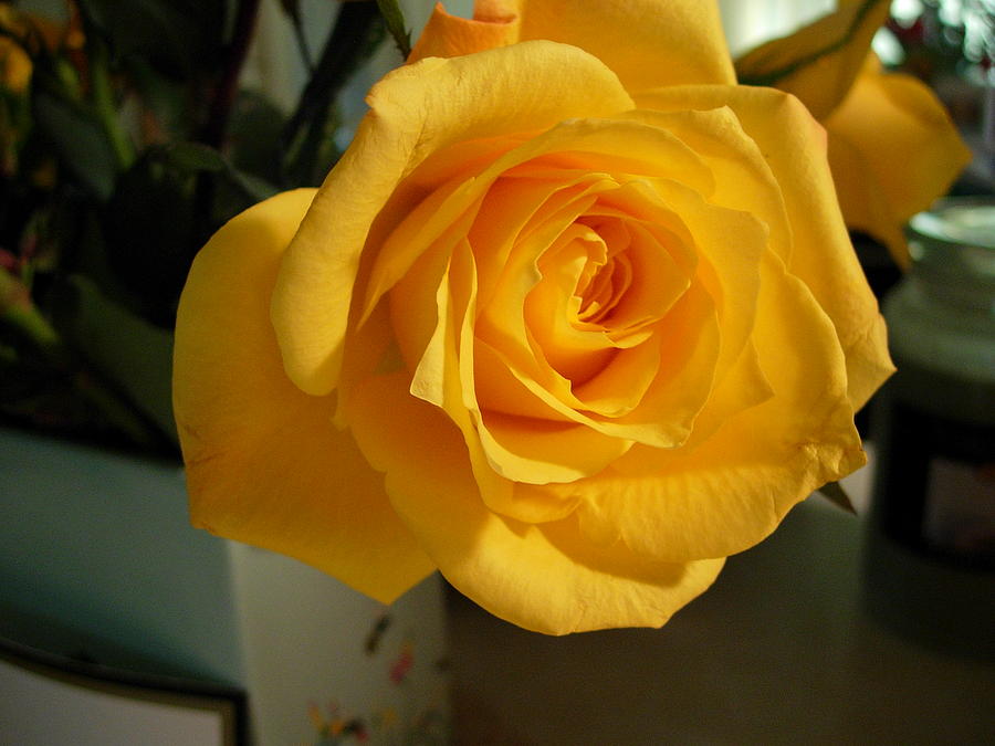 A Perfect Yellow Rose Photograph by Bonita Waitl