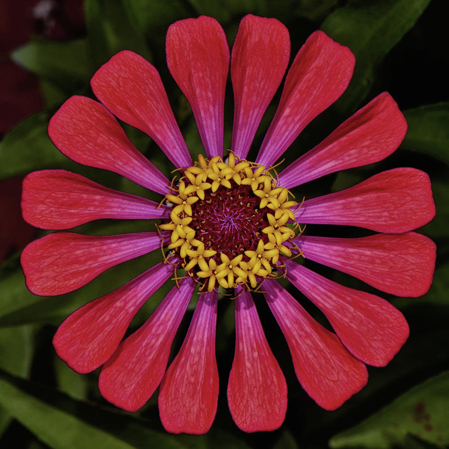 A Perfect Zinnia 001 Photograph by George Bostian