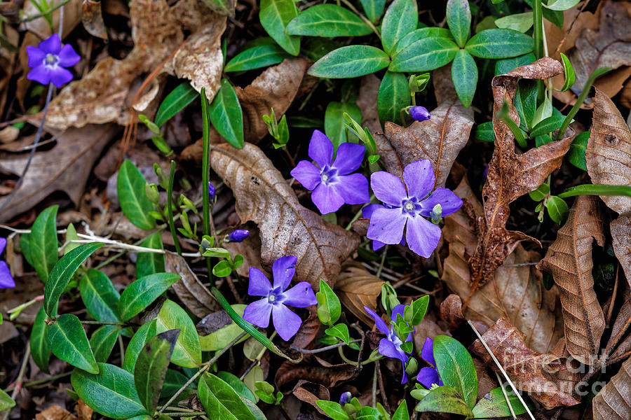 A Periwinkle Spring Photograph by Paul Mashburn
