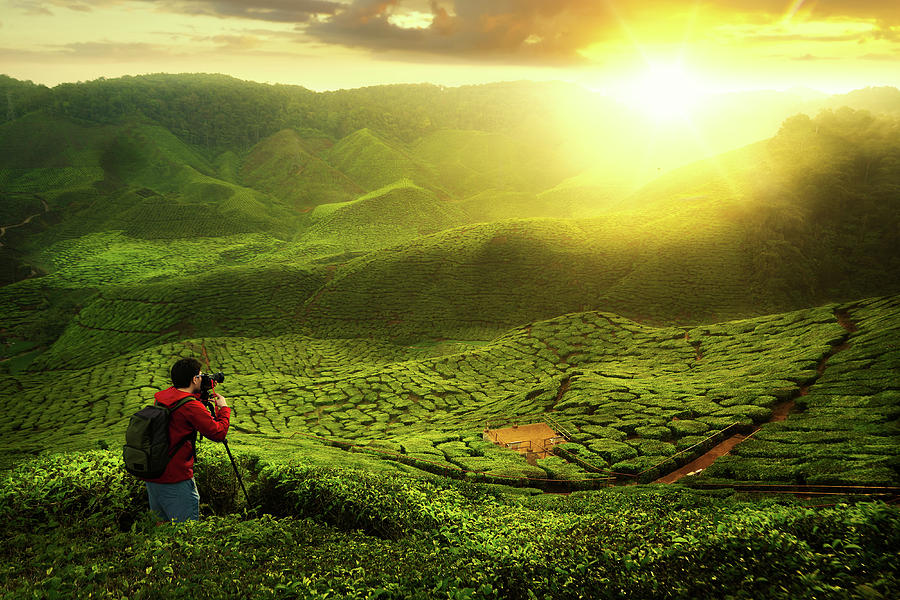 A photographer take a photo at green tea farm Photograph by Anek Suwannaphoom