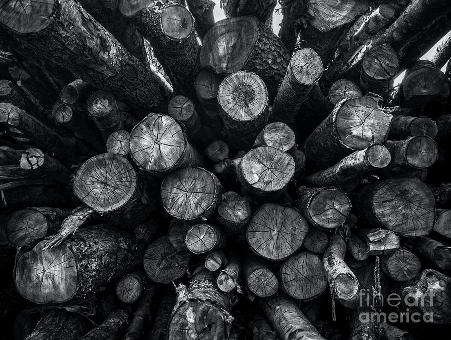A Pile of Logs Photograph by James Aiken