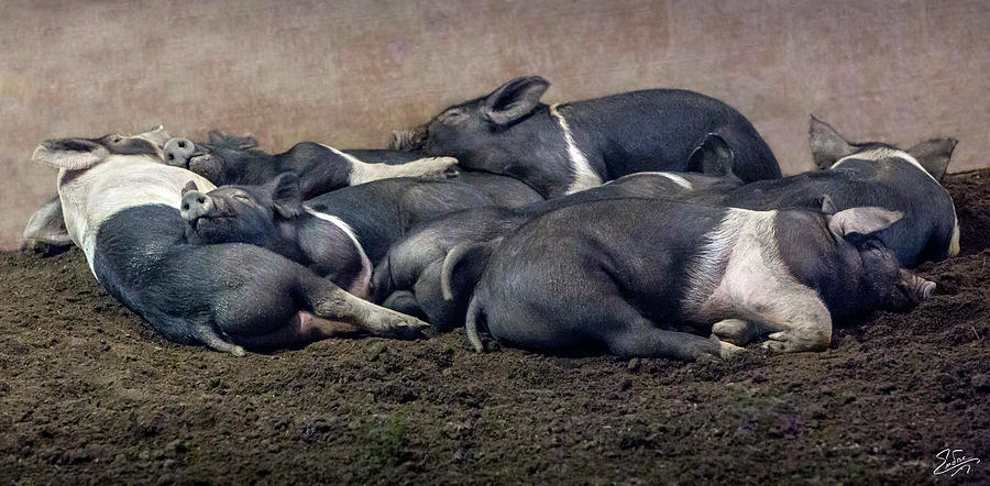 A Pile Of Pampered Piglets Photograph by Endre Balogh