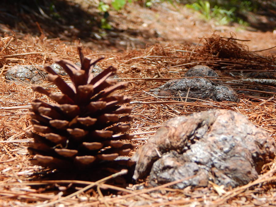 A Pine Cone And A Rock Met In The Forest Photograph By Melissa Gallant