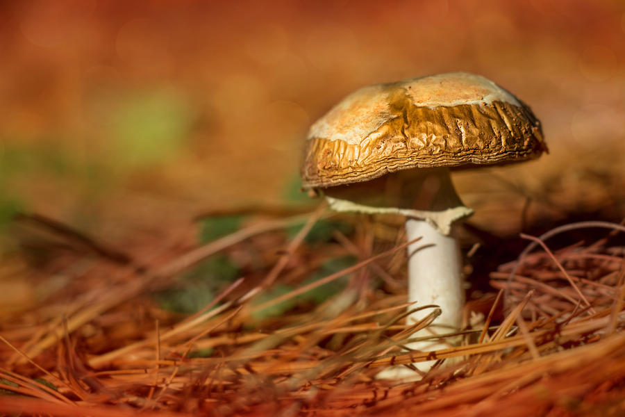 Mushroom Photograph - A Pinewood Sparkle by Iryna Goodall